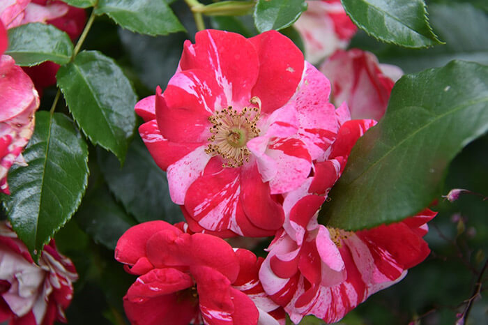 rosier bicolor buisson Excentrique